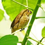 Variable Seedeater - female_6983.jpg