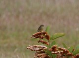 Yellow-bellied Seedeater - female_6359.jpg
