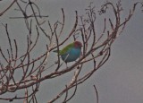 Bay-headed Tanager_0215.jpg