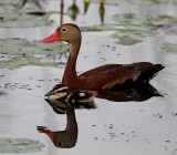 Black-bellied Whistling Duck and baby_0032.jpg