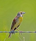 Dickcissel_0208.jpg