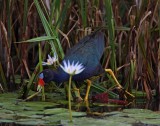 Purple Gallinule_0036.jpg