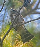 Mississippi Kite - juvenile_0602.jpg