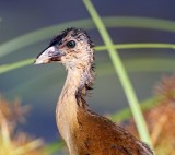 Purple Gallinule molting_0662.jpg