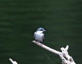 Mangrove Swallow_6175.jpg