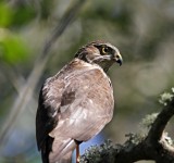 Coopers Hawk - juvenile_0876.jpg