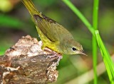 Mourning Warbler - 1st winter_0941.jpg