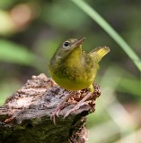 Mourning Warbler - 1st winter_0937.jpg