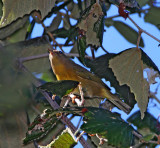 Nashville Warbler_0978.jpg