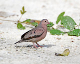 Common Ground Dove_1153.jpg