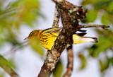 Cape May Warbler - male_1242.jpg