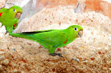 Hispaniolan Parakeet_1415.jpg