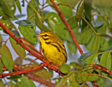 Prairie Warbler_1260.jpg