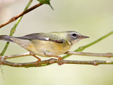 Black-throated Blue Warbler - female_159.jpg