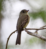 Hispaniolan Pewee_1685.jpg