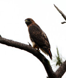 Red-tailed Hawk_1871.jpg