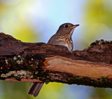 Bicknells Thrush_2347.jpg