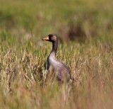 Greater White-fronted Goose - juvenile_2549.jpg