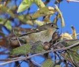 Ruby-crowned Kinglet_2602.jpg