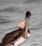 Brown Pelican_2920.jpg