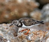 Ruddy Turnstone_2933.jpg