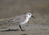 Sanderling_2991.jpg