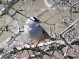 White-crowned Sparrow_3619.jpg