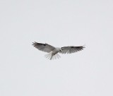 White-tailed Kite_3800.jpg