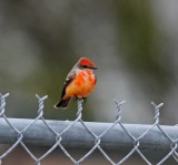 Vermilion Flycatcher - 1st year male_3706.jpg