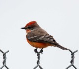 Vermilion Flycatcher - 1st year male_3721.jpg