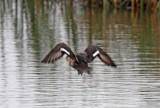 Lesser Scaup - wing pattern_3957.jpg