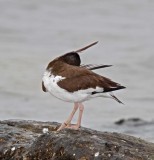 American Oystercatcher - lame_4636.jpg