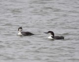 Common Loons_4566.jpg
