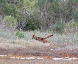 Coyote_4487.jpg