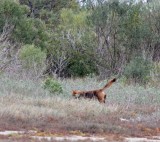 Coyote_4488.jpg
