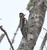 Yellow-bellied Sapsucker_4464.jpg
