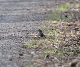 Striped Sparrow_4706.jpg