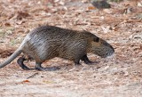 Nutria_5200.jpg