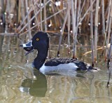 Ring-necked Duck_5349.jpg