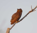 Great Horned Owl_5421.jpg