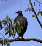 Black Vulture_6213.jpg