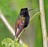 Black-bellied Hummingbird - male_5968.jpg