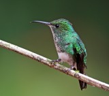 Coppery-headed Emerald - female_6080.jpg