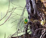 Golden-browed Chlorophonia - male_6482.jpg