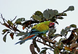 Great Green Macaw_7300.jpg