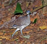 Great Tinamou_7334.jpg