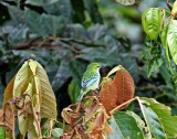 Speckled Tanager_6997.jpg