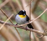 White-naped Brushfinch_6559.jpg