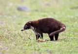 White-nosed Coati_7159.jpg