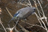 Bare-throated Tiger-Heron_8004.jpg